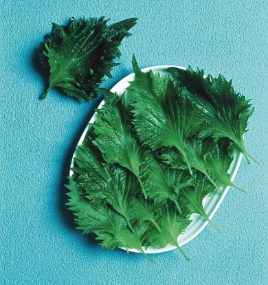 Picture of Perilla Shiso Green